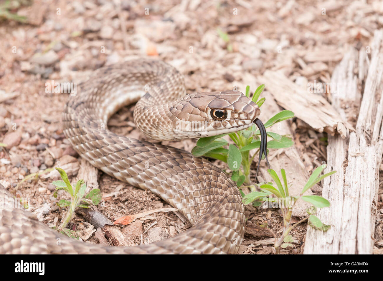 Western coachwhip, Masticophis flagello testaceus, snake nativi a Sud degli Stati Uniti e del Messico Foto Stock