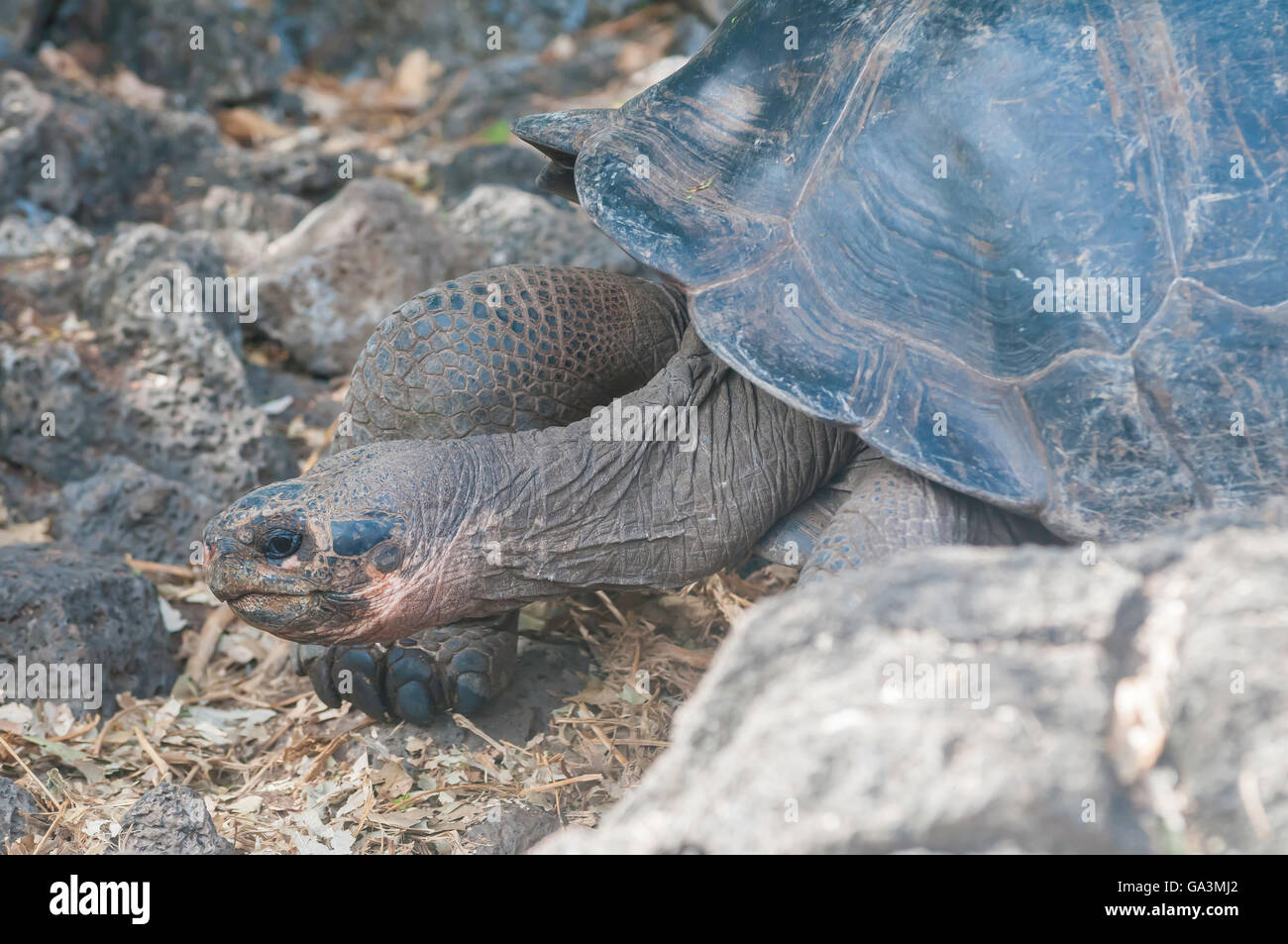 Le Galapagos La tartaruga gigante, Geochelone nigra, var. subsp., Charles Darwin Research Station, Isla Santa Cruz, Galapagos Foto Stock