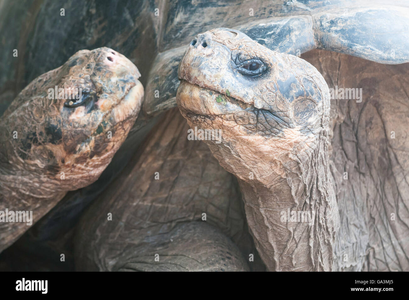 Le Galapagos La tartaruga gigante, Geochelone nigra, var. subsp., Charles Darwin Research Station, Isla Santa Cruz, Galapagos Foto Stock