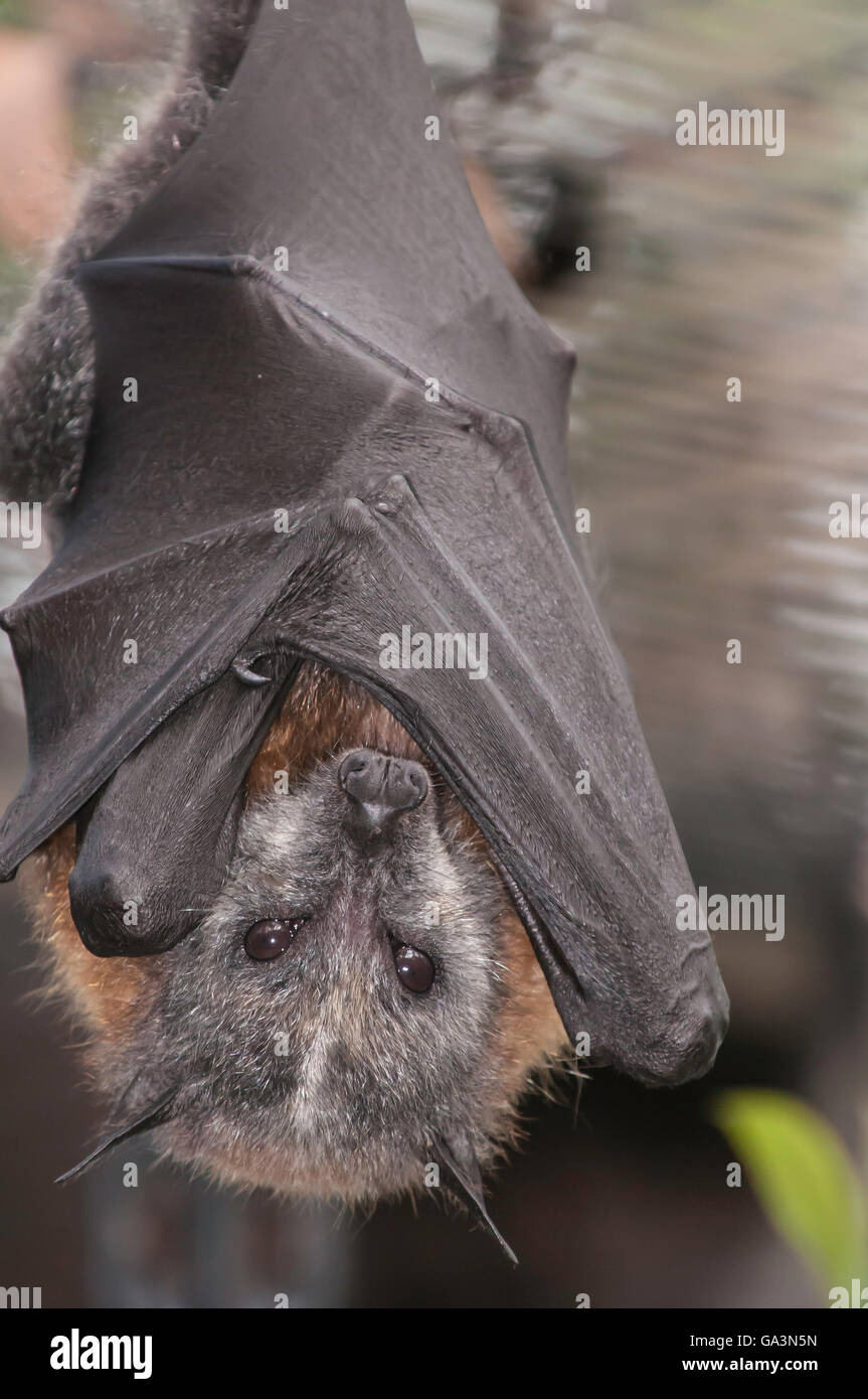 A testa grigia flying fox, Pteropus poliocephalus, nativo di Australia Foto Stock