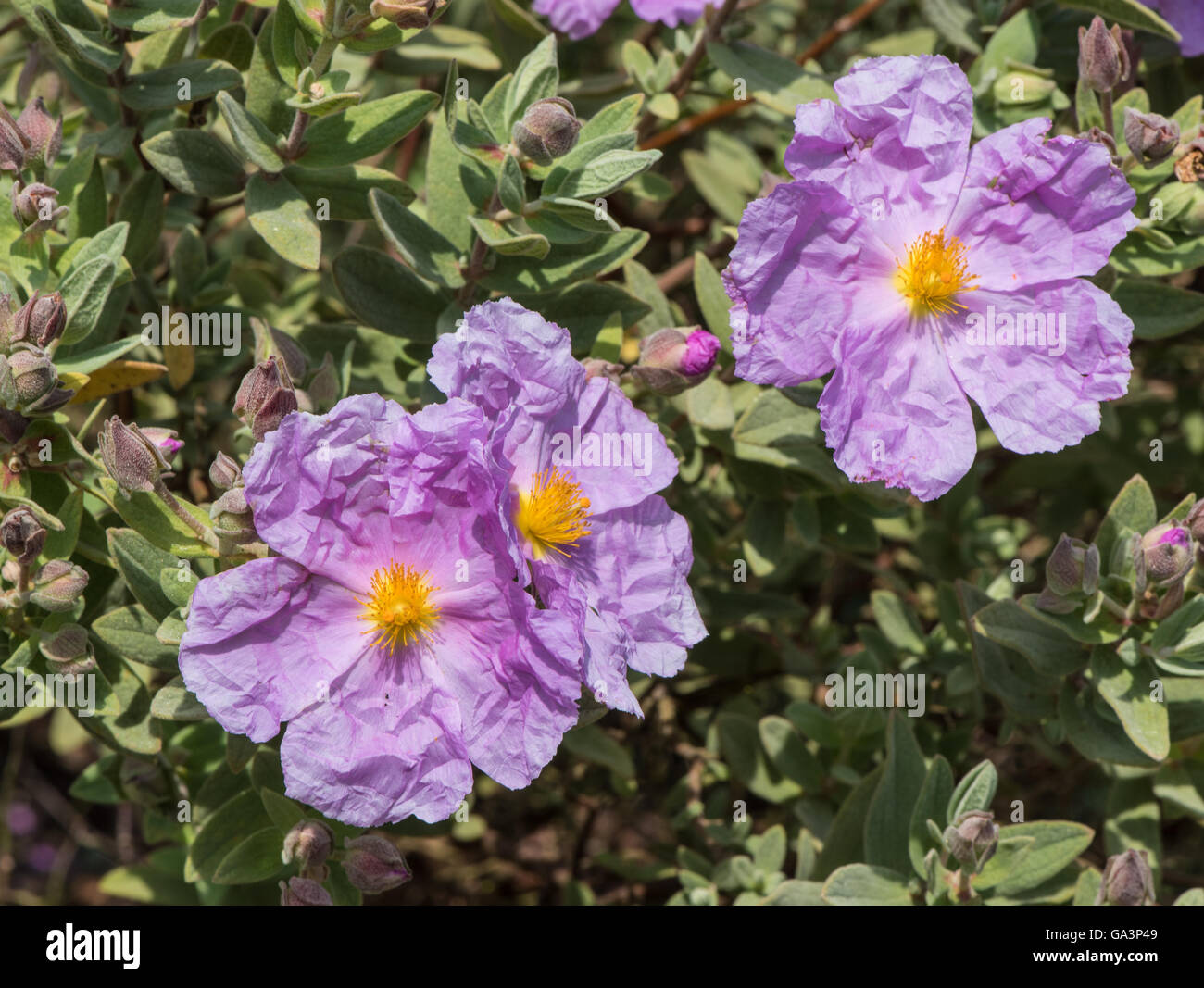 Cistus creticus (rosa rock rose) Foto Stock