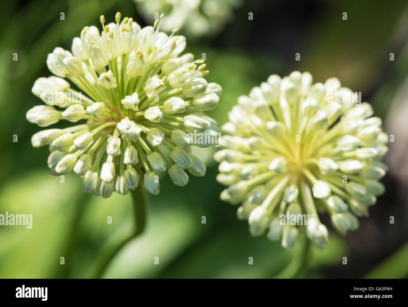 Fiori dell'allium Foto Stock
