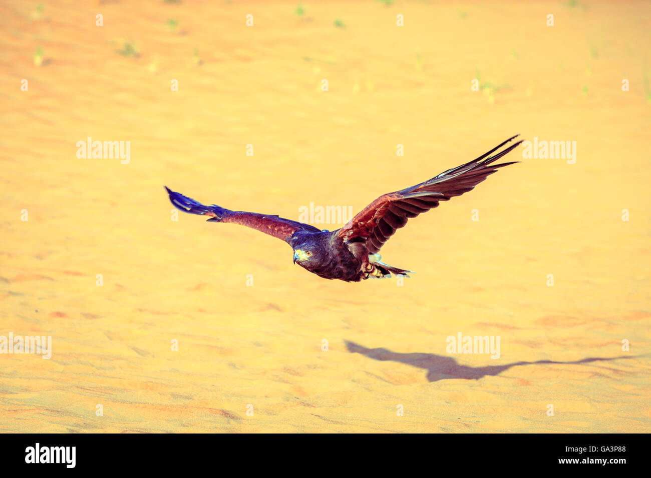 Harris Hawk volare sopra le dune in Dubai Desert Conservation Reserve, EMIRATI ARABI UNITI Foto Stock