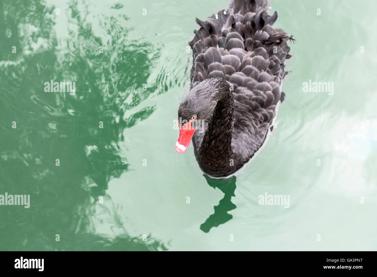 Black Swan nuoto sull'azzurro dell'acqua. Foto Stock