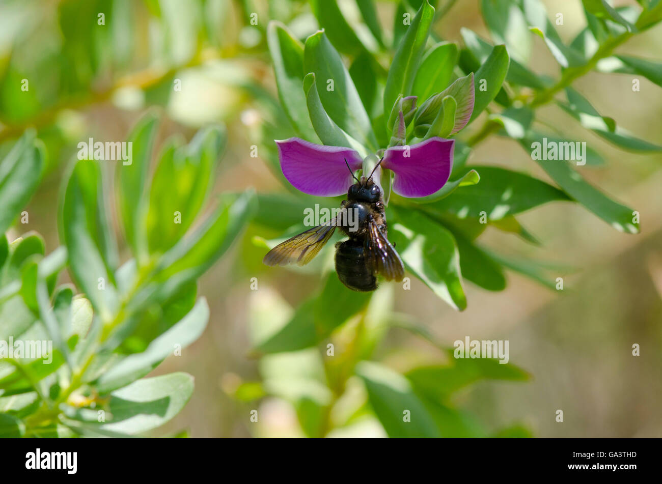 Carpenter Bee, Mijas Bee, su impianto Foto Stock