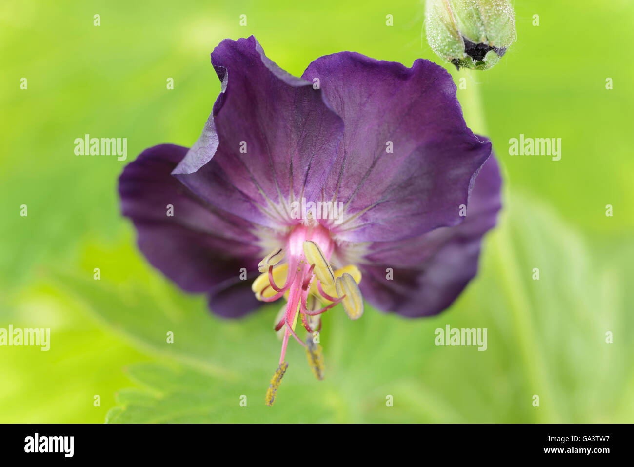 Geranio phaeum 'Raven' Dusky cranesbill Aprile Foto Stock