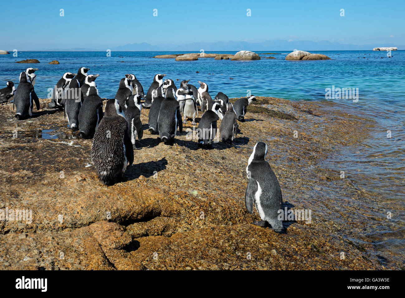 Gruppo di pinguini africani (Spheniscus demersus) seduti sulle rocce costiere, Western Cape, Sud Africa Foto Stock