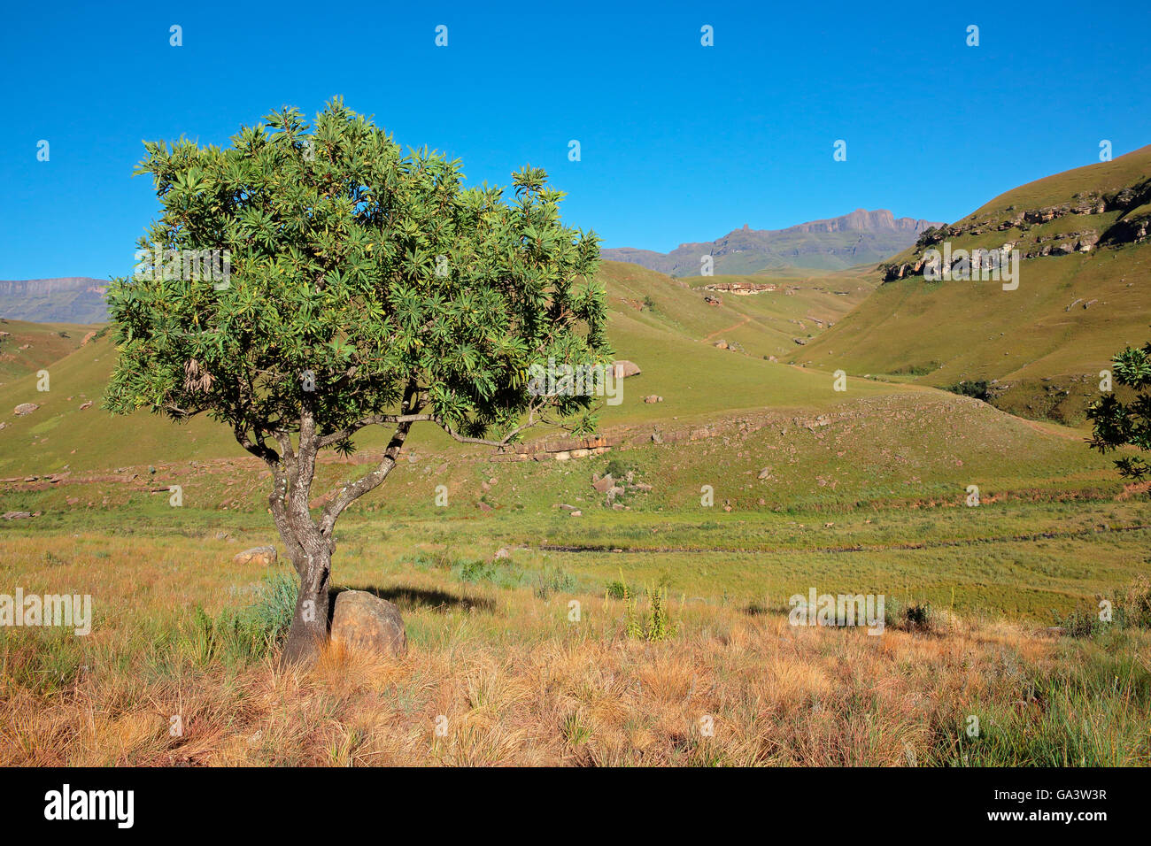 Scenic Drakensberg paesaggio di montagna con i suoi alberi giganti, Castle riserva naturale, Sud Africa Foto Stock