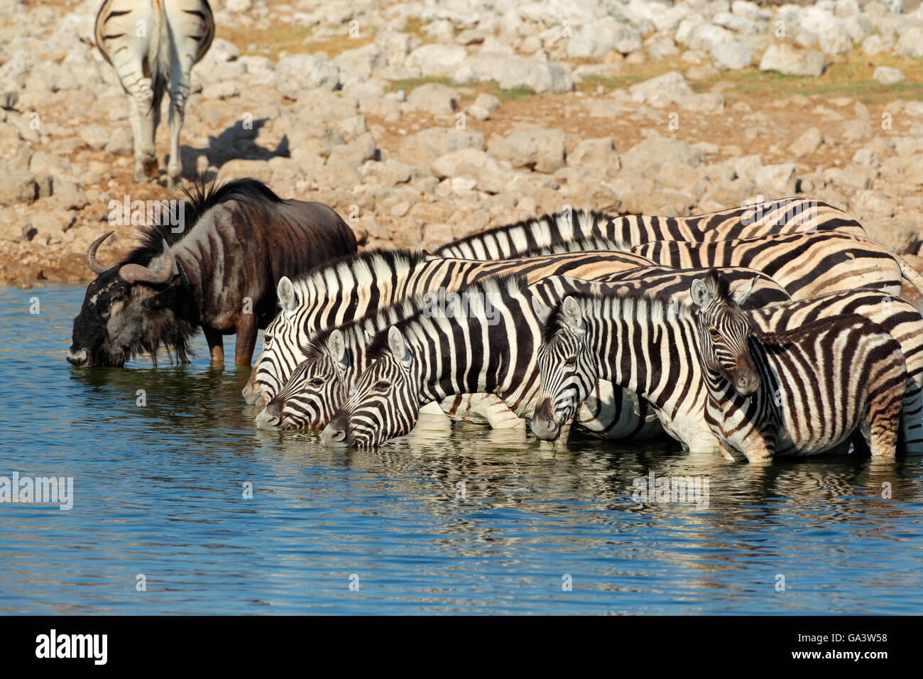 Le pianure zebre (Equus burchelli) e GNU acqua potabile, il Parco Nazionale di Etosha, Namibia Foto Stock