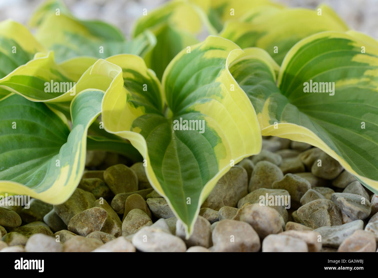 Hosta 'larga tesa' Piantaggine lily crescendo in ghiaia Giugno Foto Stock