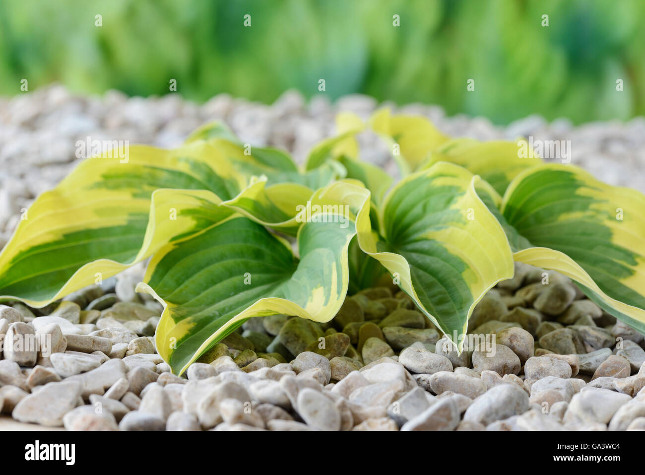 Hosta 'larga tesa' Piantaggine lily crescendo in ghiaia Giugno Foto Stock