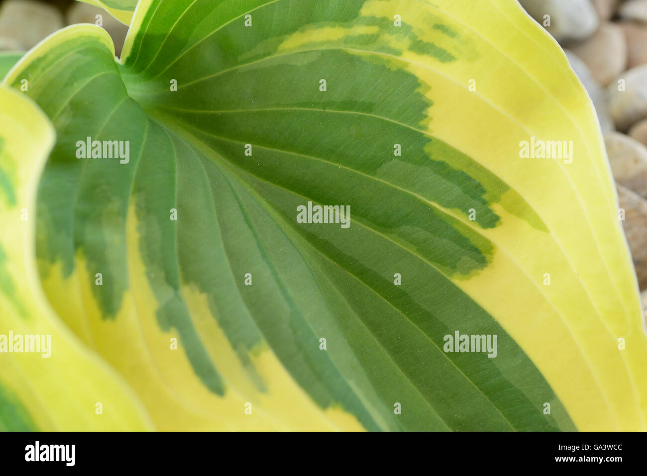 Hosta 'larga tesa' Piantaggine lily crescendo in ghiaia Giugno Foto Stock