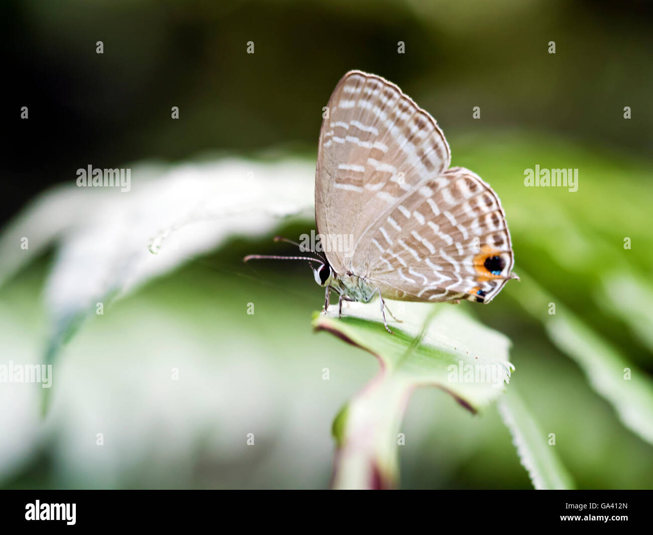 Brush-footed butterfly appollaiarsi su foglie,Prosotas nora formosana Foto Stock