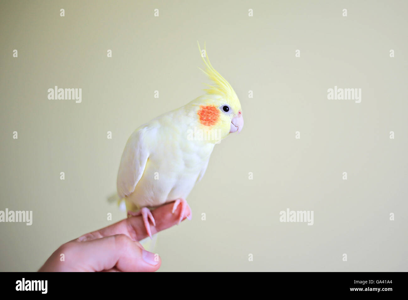 Pappagallo giallo cockatiel seduto al dito Foto Stock