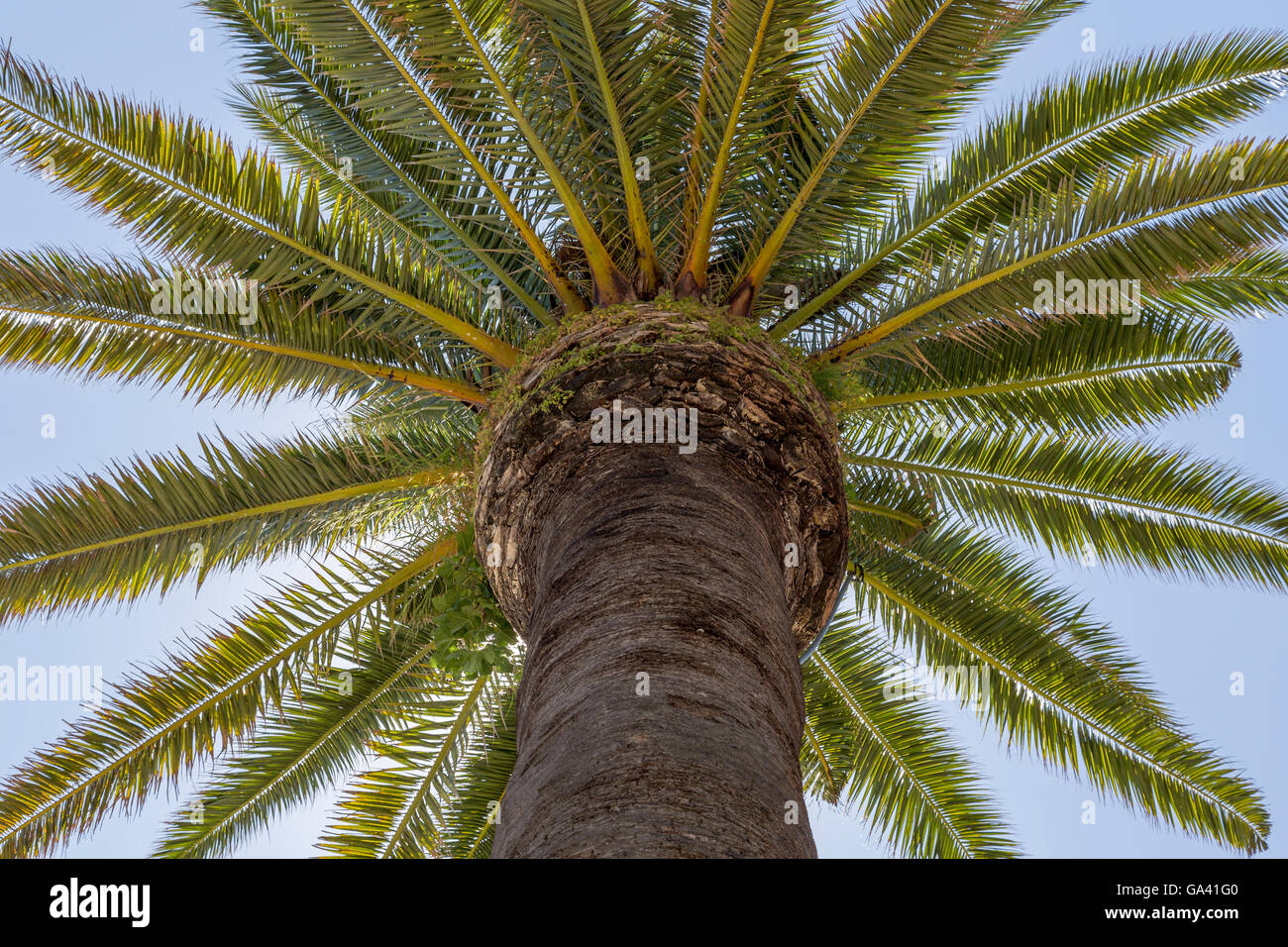 La vista sulla palma con trunck e foglie Foto Stock