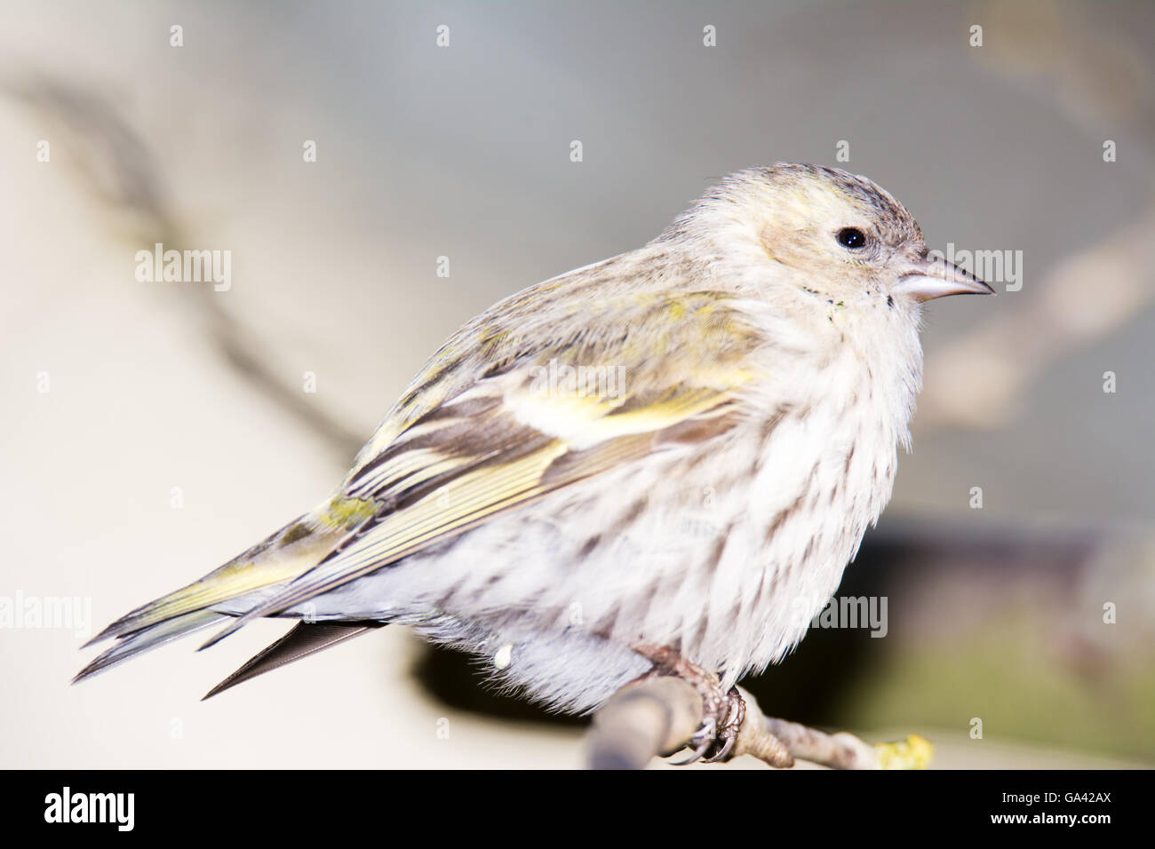 Eurasian lucherino seduto su un ramoscello di un albero Foto Stock