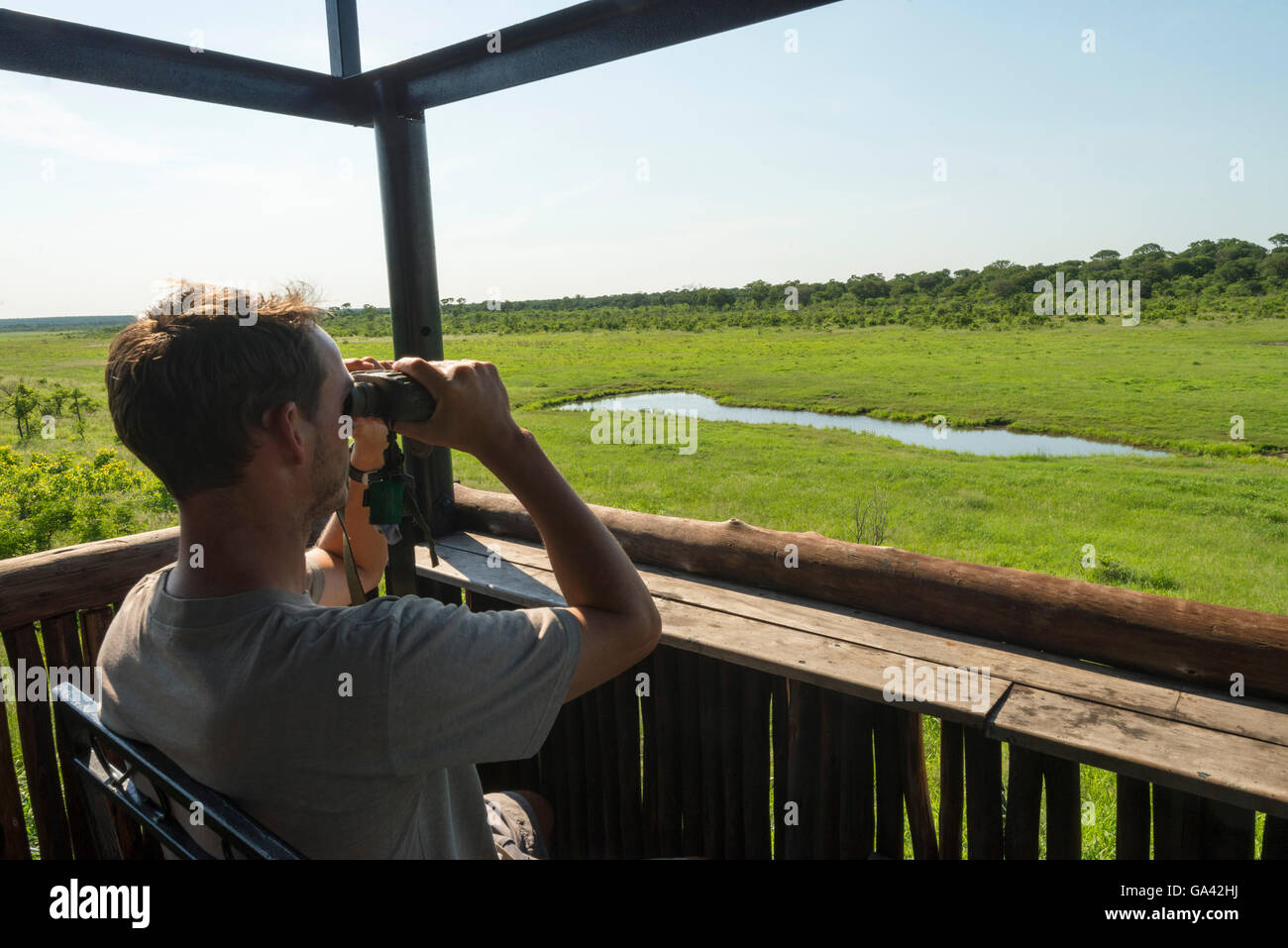 Una guida safari che guarda attraverso binocoli nel Parco Nazionale Zambesi dello Zimbabwe nella stagione verde. Foto Stock