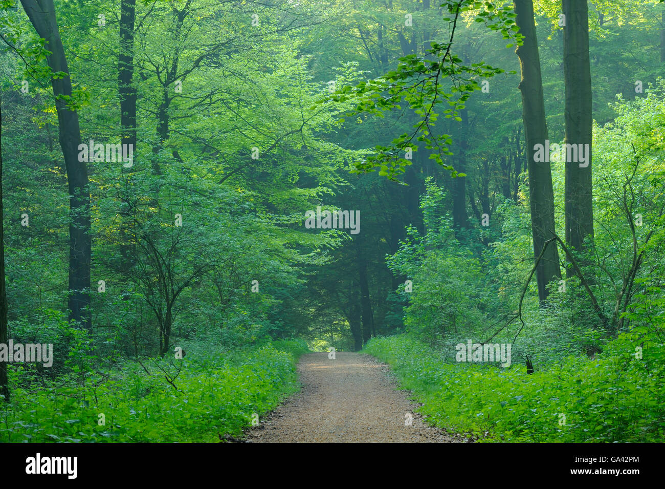 Percorso nel bosco di faggio, Renania settentrionale-Vestfalia, Germania / (Fagus sylvatica) Foto Stock