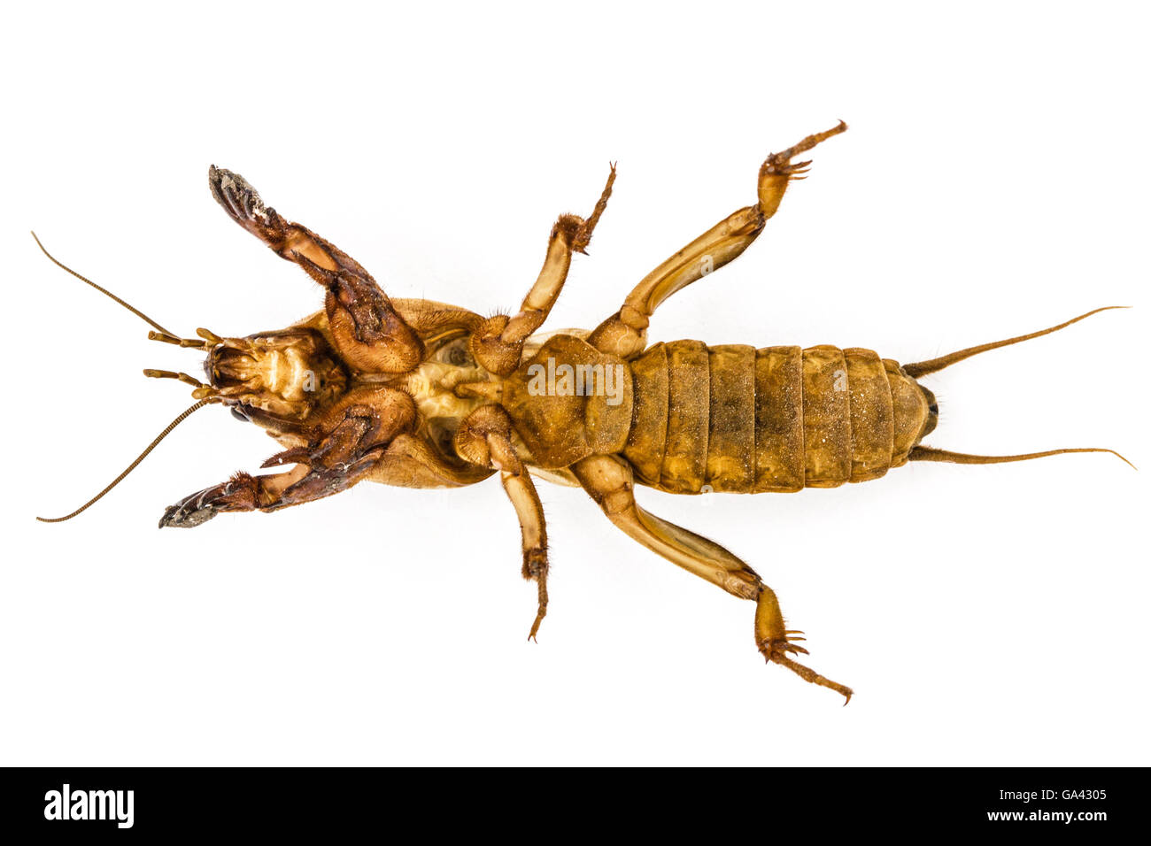 Mole cricket (Gryllotalpidae) isolato su sfondo bianco Foto Stock