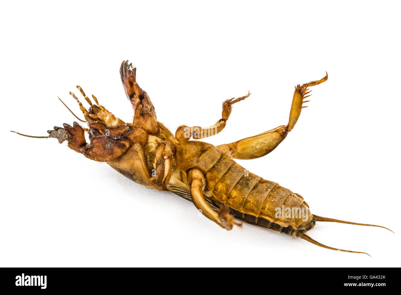 Mole cricket (Gryllotalpidae) isolato su sfondo bianco Foto Stock