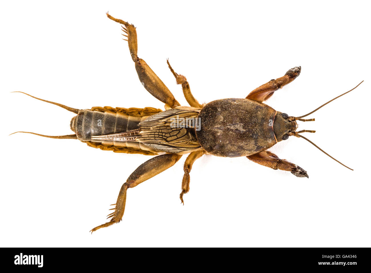 Mole cricket (Gryllotalpidae) isolato su sfondo bianco Foto Stock