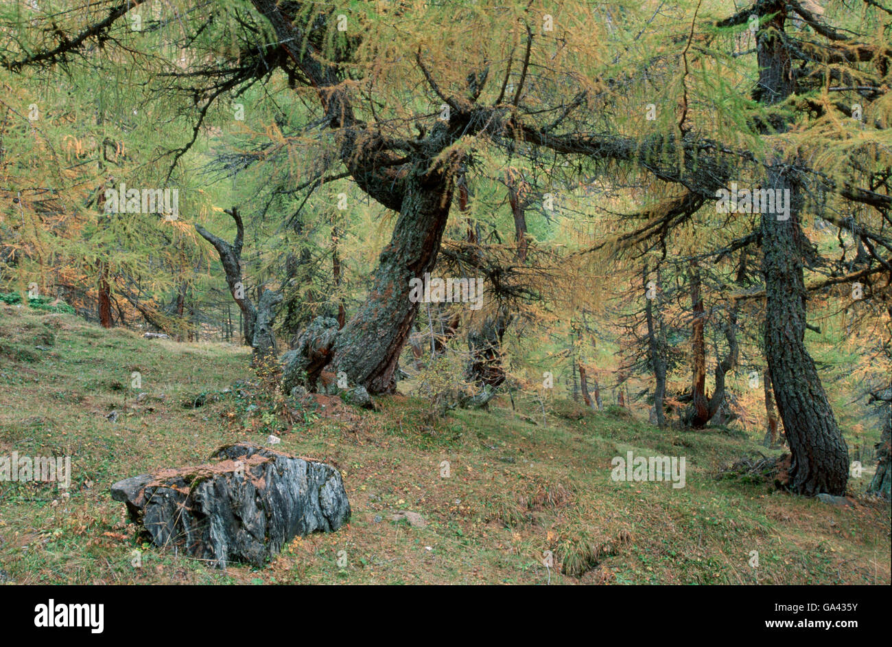 Unione bosco di larici in autunno, Austria / (Larix decidua) / Alpi Foto Stock