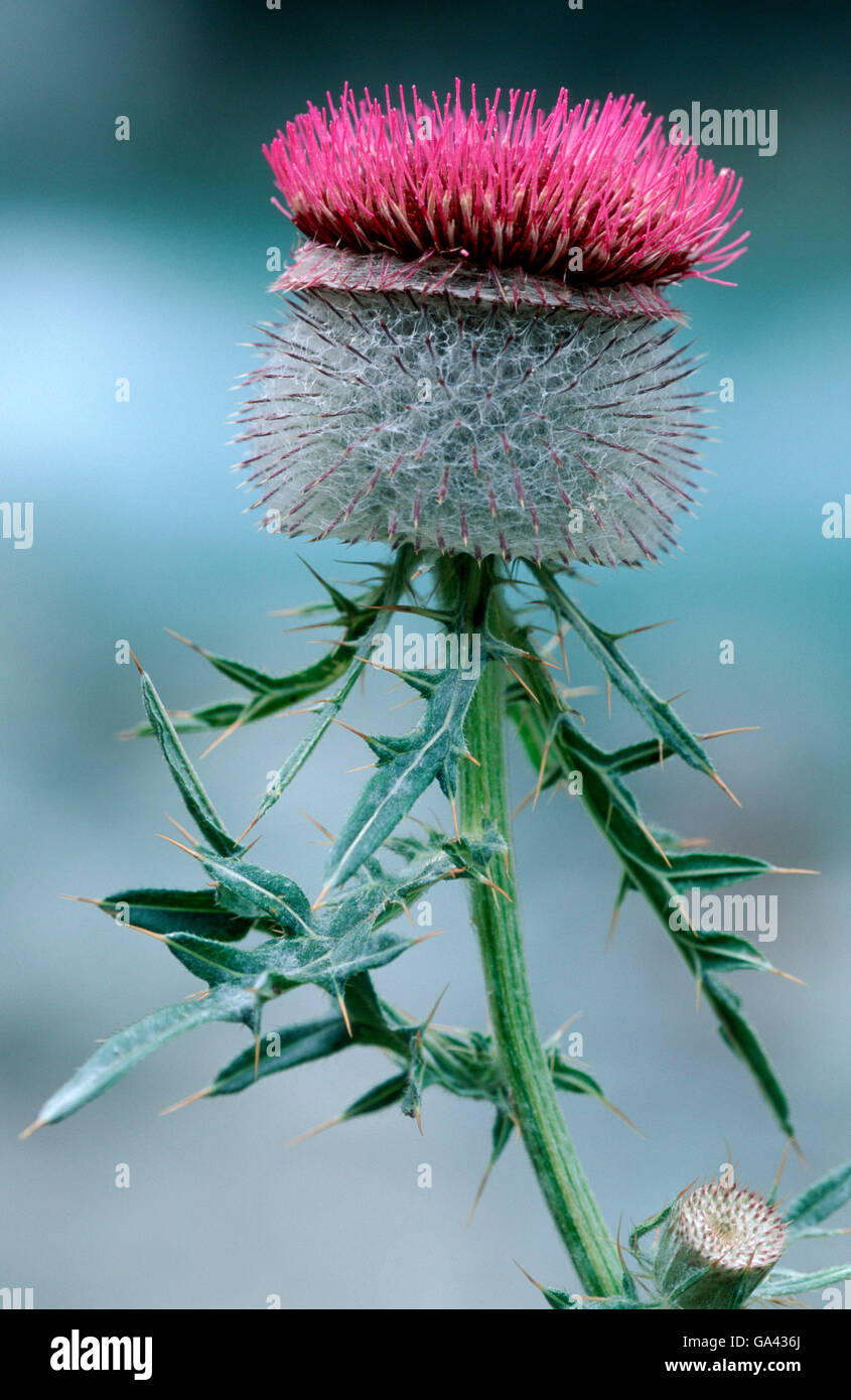 Thistle comune, Austria / (Cirsium vulgare) / Alpi Foto Stock