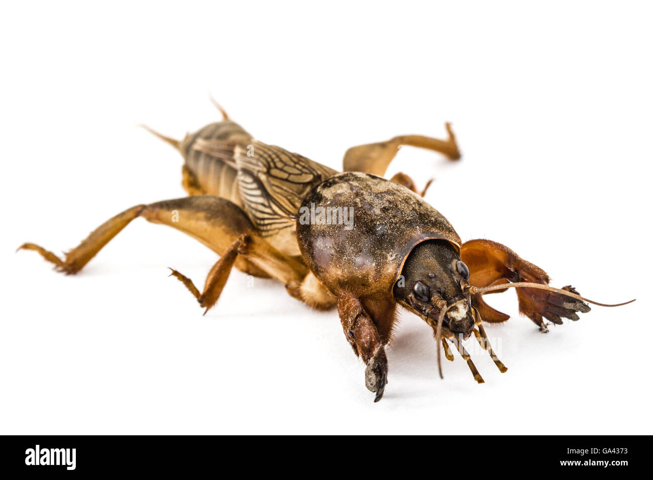 Mole cricket (Gryllotalpidae) isolato su sfondo bianco Foto Stock