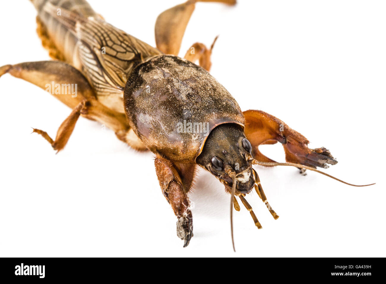 Mole cricket (Gryllotalpidae) isolato su sfondo bianco Foto Stock