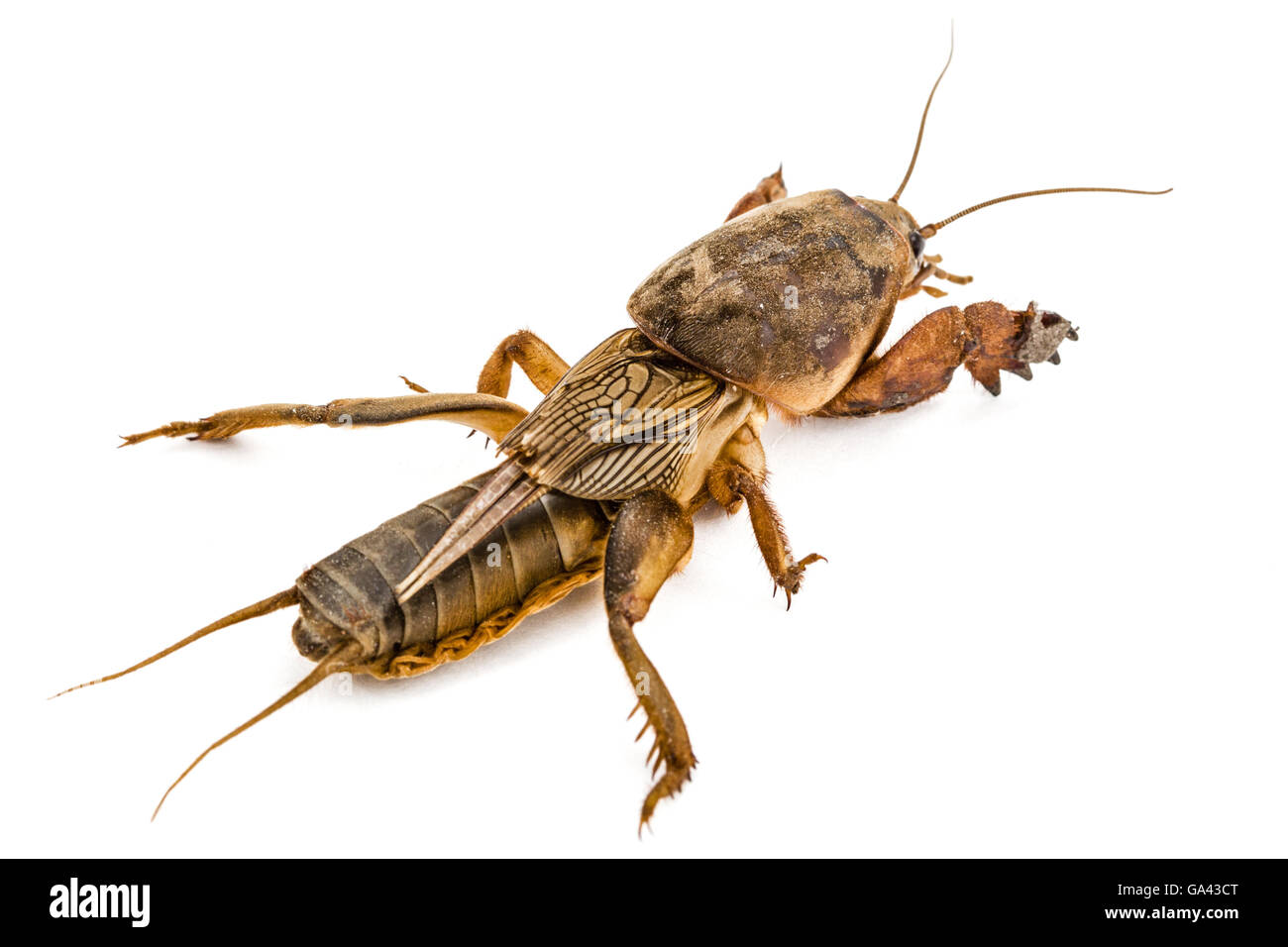 Mole cricket (Gryllotalpidae) isolato su sfondo bianco Foto Stock