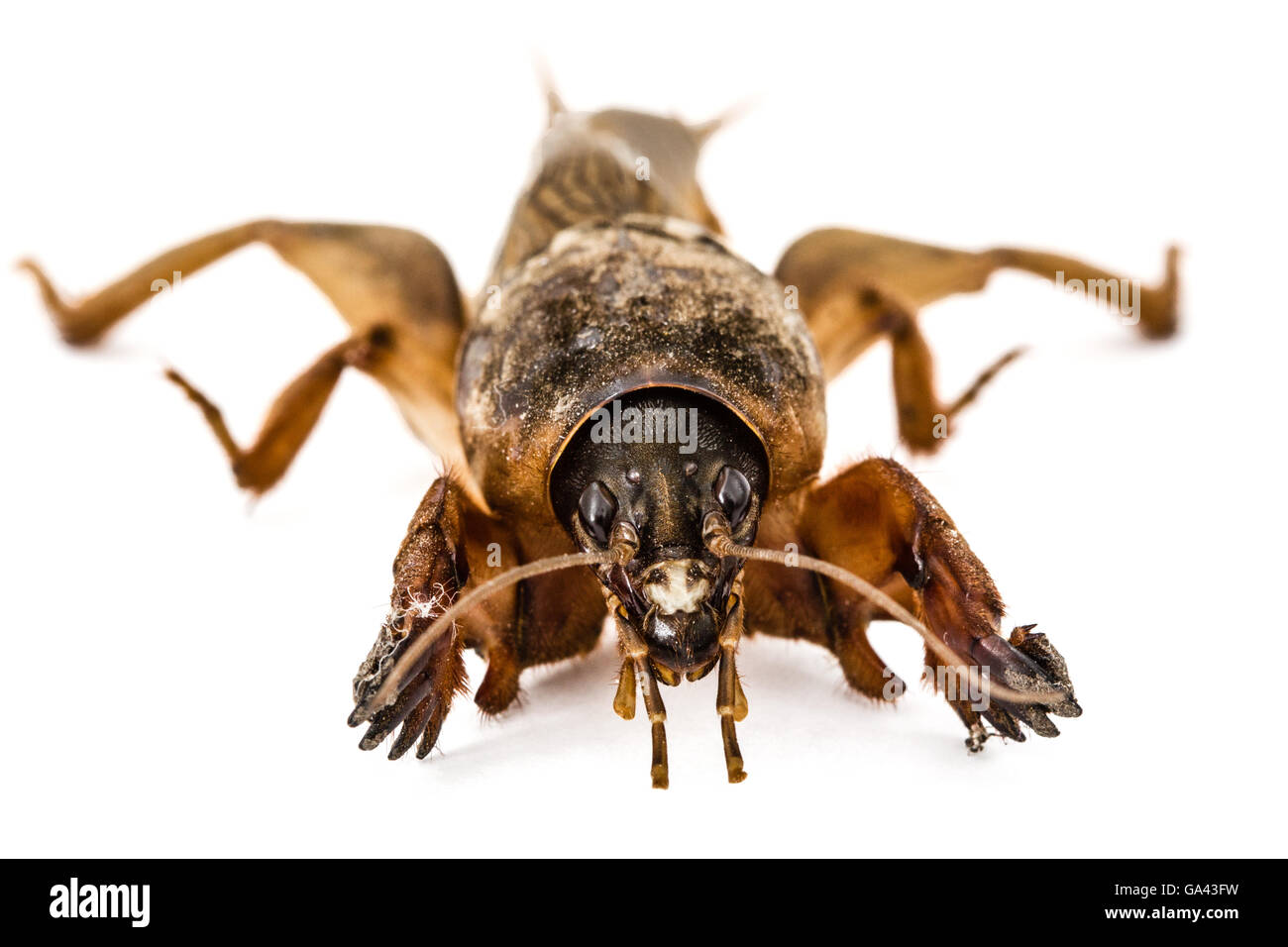 Mole cricket (Gryllotalpidae) isolato su sfondo bianco Foto Stock