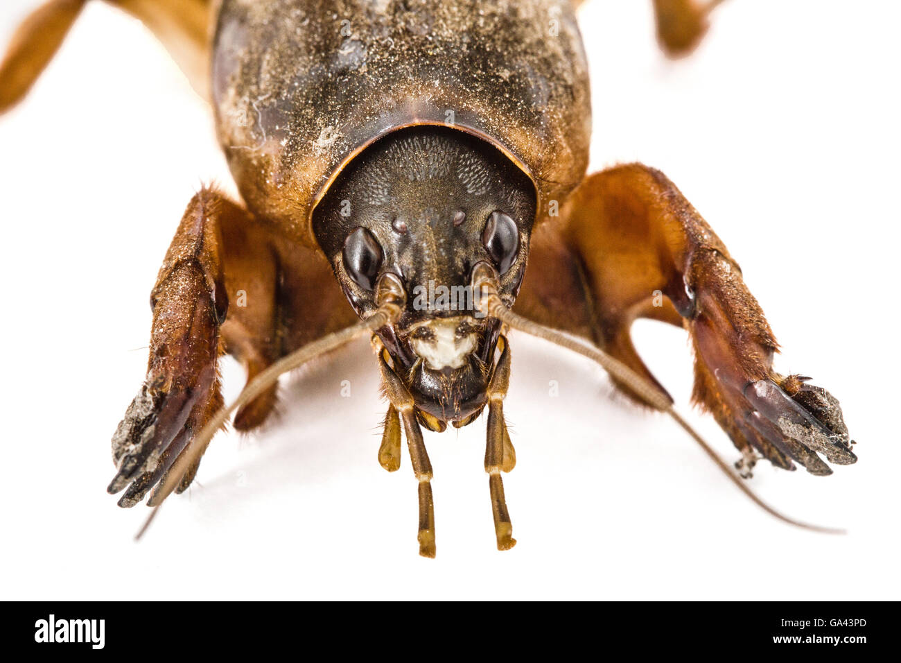Mole cricket (Gryllotalpidae) isolato su sfondo bianco Foto Stock