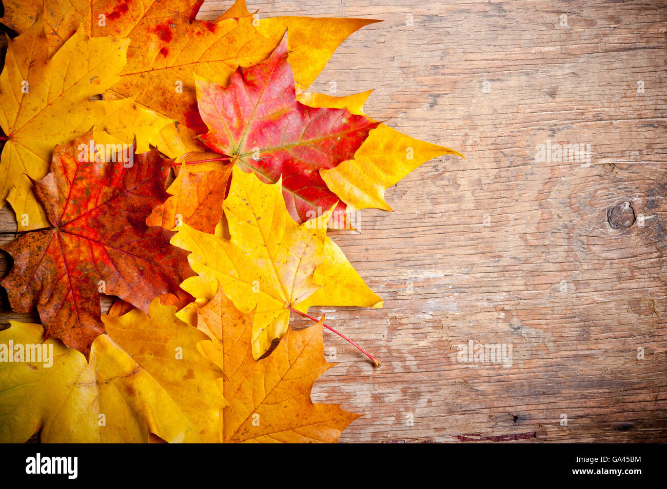 Caduto foglie di acero su legno, concetto di autunno Foto Stock