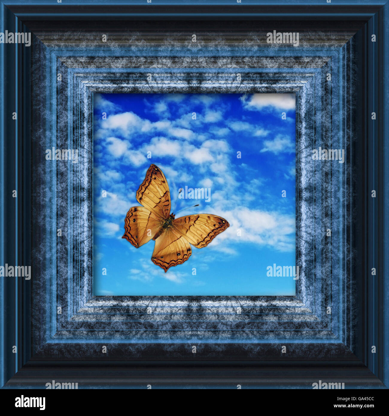 Butterfly Flying oltre la cornice di una foto Foto Stock