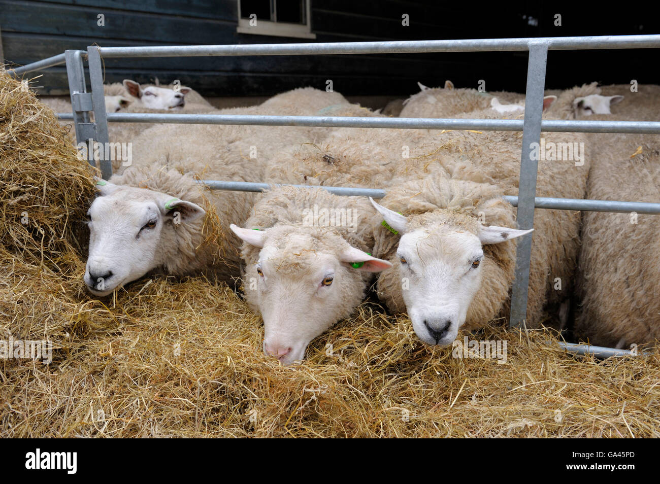 Texel pecore Texel, Paesi Bassi Foto Stock