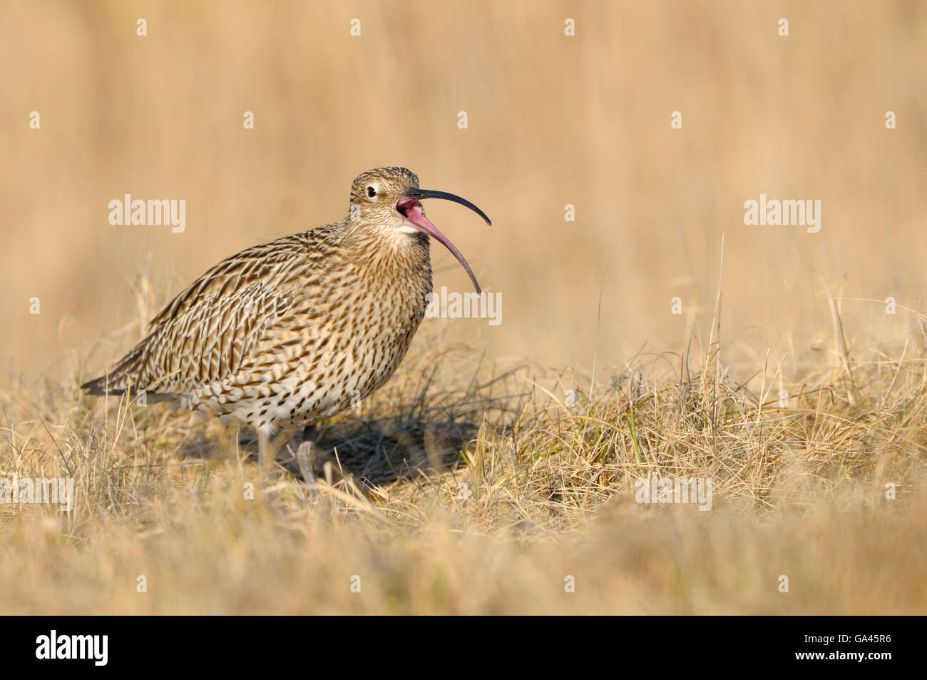 Curlew, Texel, Paesi Bassi / (Numenius arquata) Foto Stock