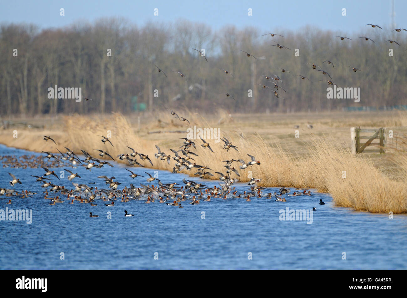 Wigeons, Texel, Paesi Bassi / (Anas penelope) Foto Stock