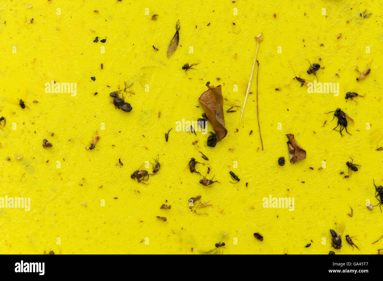 Gli insetti morti, sulla scheda gialla, Germania Foto Stock