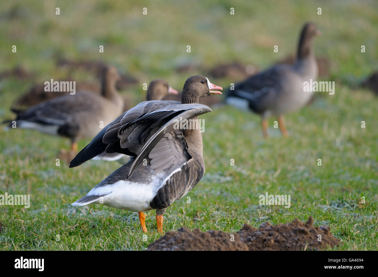 Bianco-fronteggiata Goose, adulto, Germania / (Anser albifrons) Foto Stock