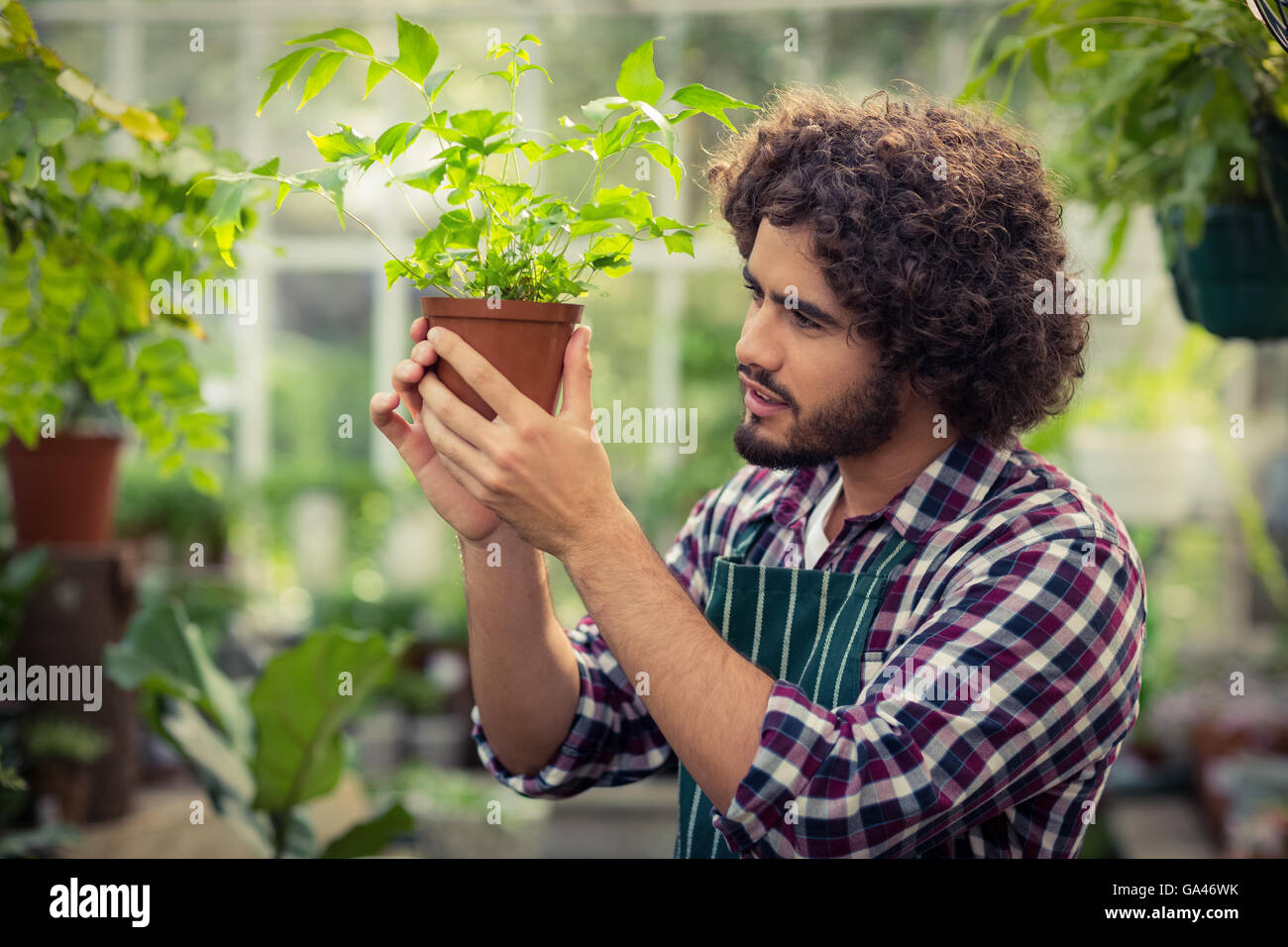 Giardiniere maschio esaminando pianta in vaso Foto Stock