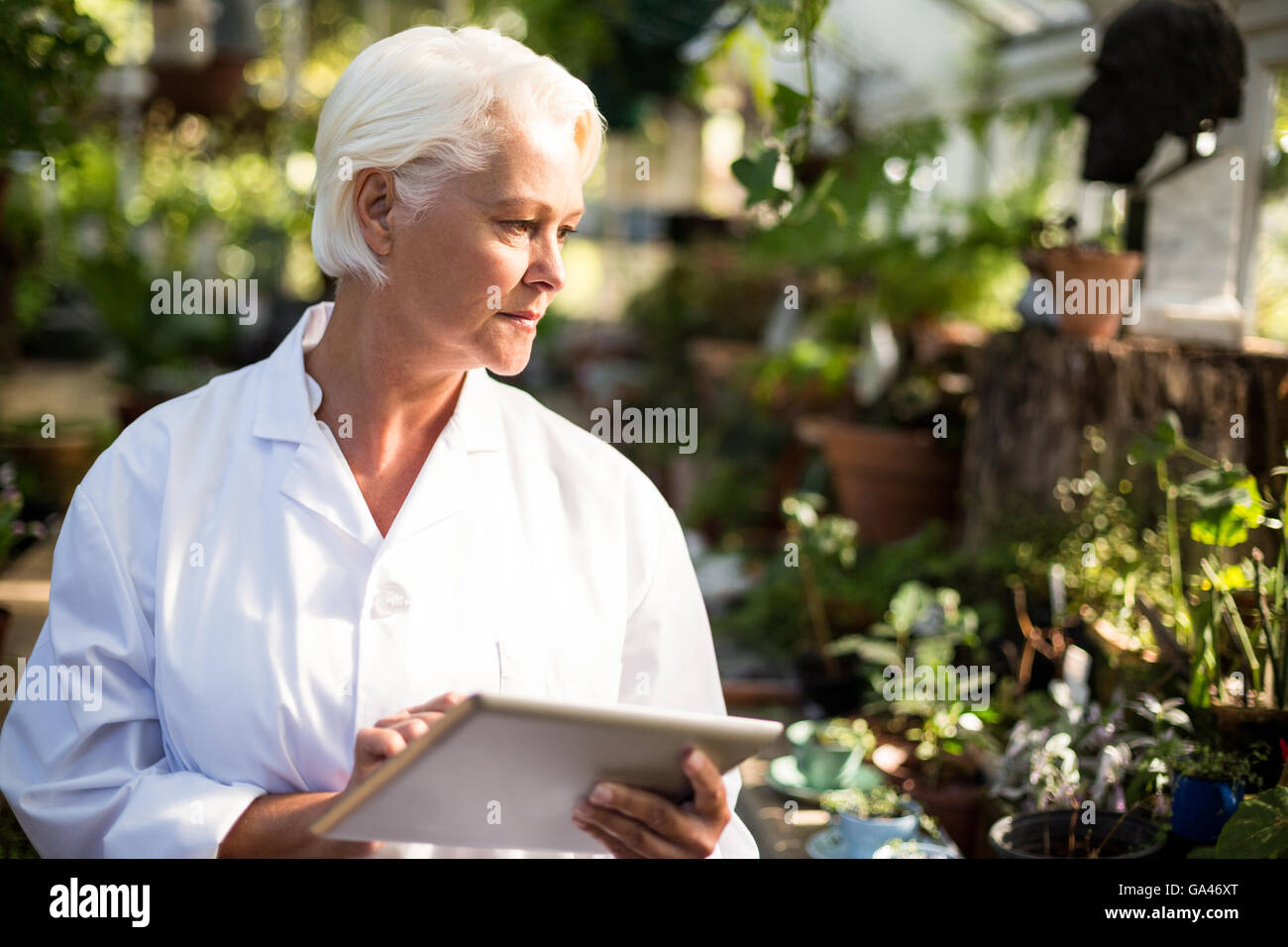 Donna scienziato osservando le piante in serra Foto Stock
