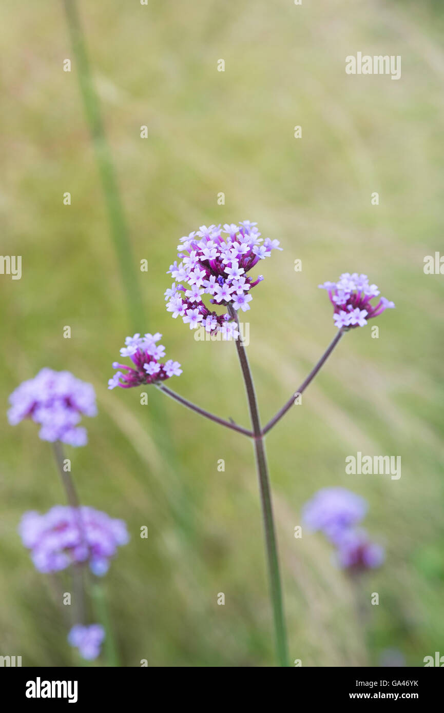 Verbena bonariensis. Vervain argentino fiori nella parte anteriore del stipa erba. Foto Stock