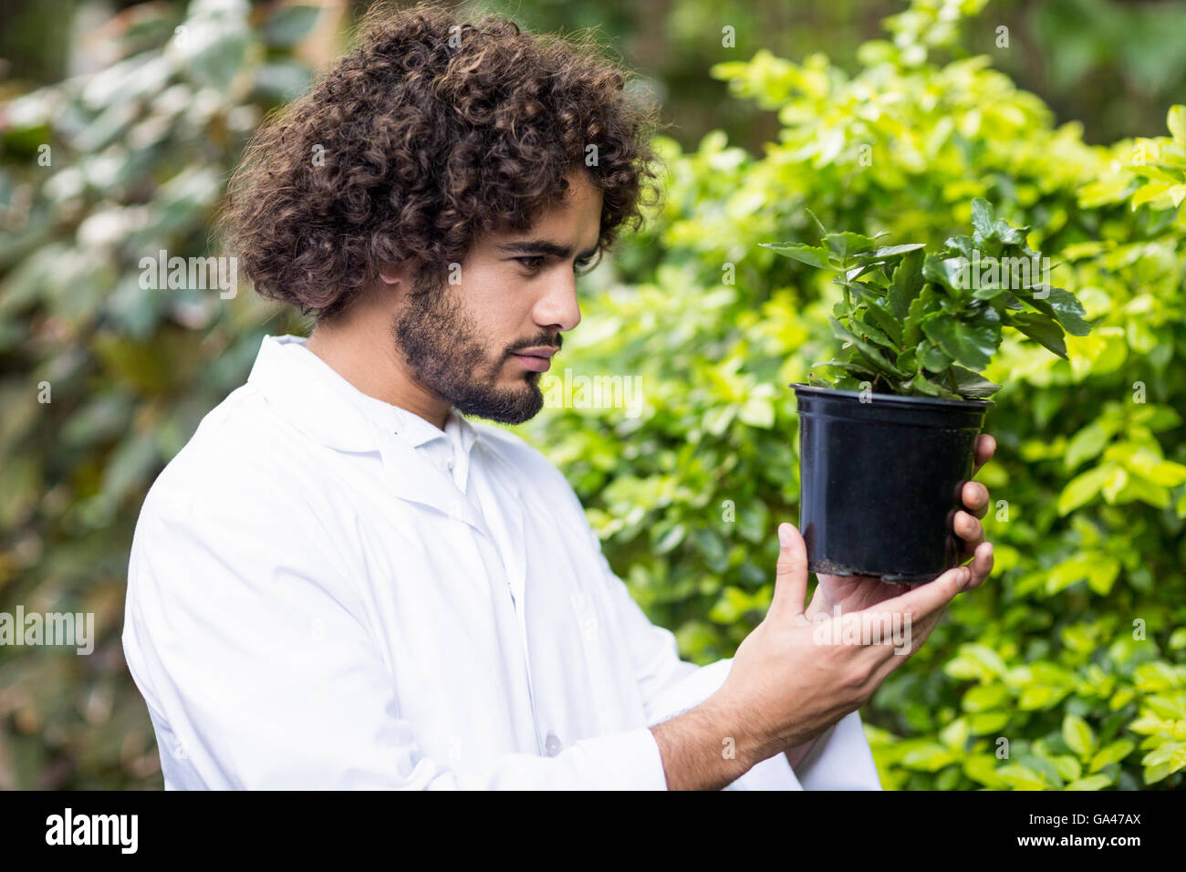 Scienziato maschio esaminando pianta in vaso Foto Stock