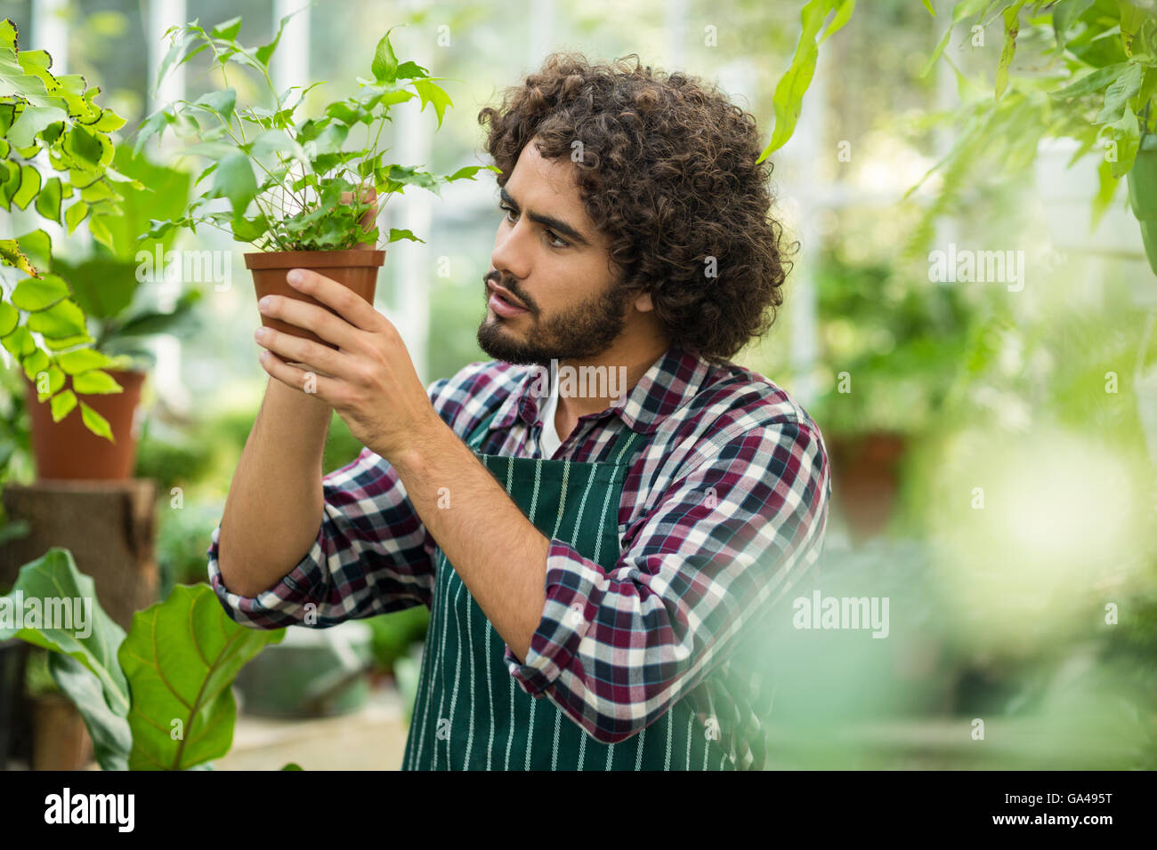 Giovane maschio giardiniere esaminando pianta in vaso Foto Stock