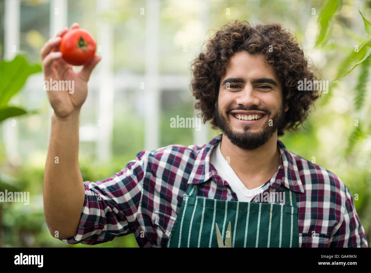Giardiniere maschio che mostra il pomodoro fresco Foto Stock