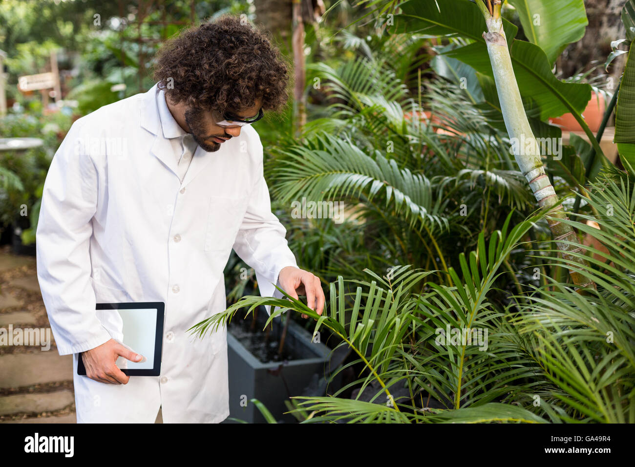 Scienziato maschio esaminando delle piante in serra Foto Stock