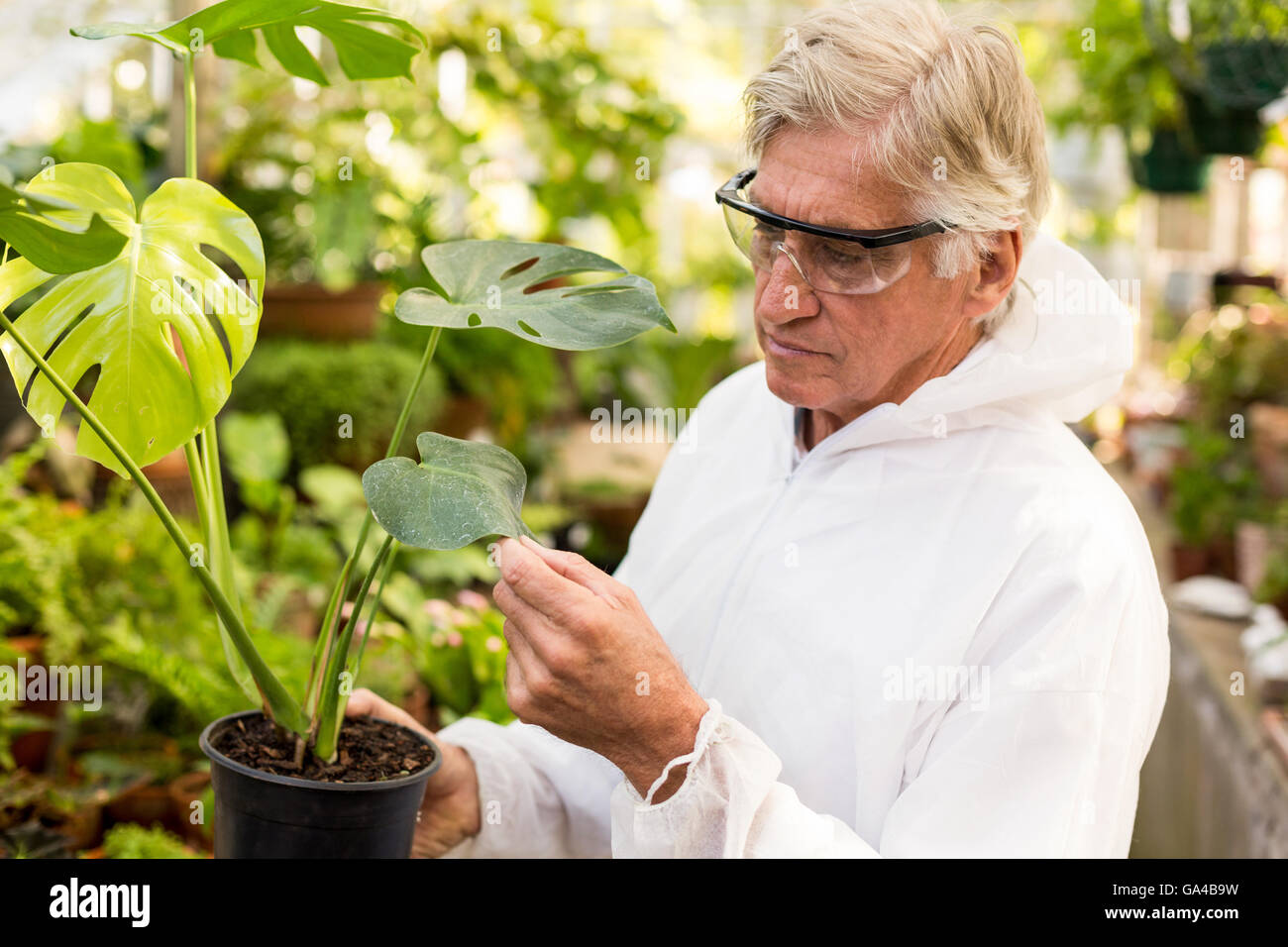 Scienziato maschio in clean suit esaminando le foglie di piante Foto Stock