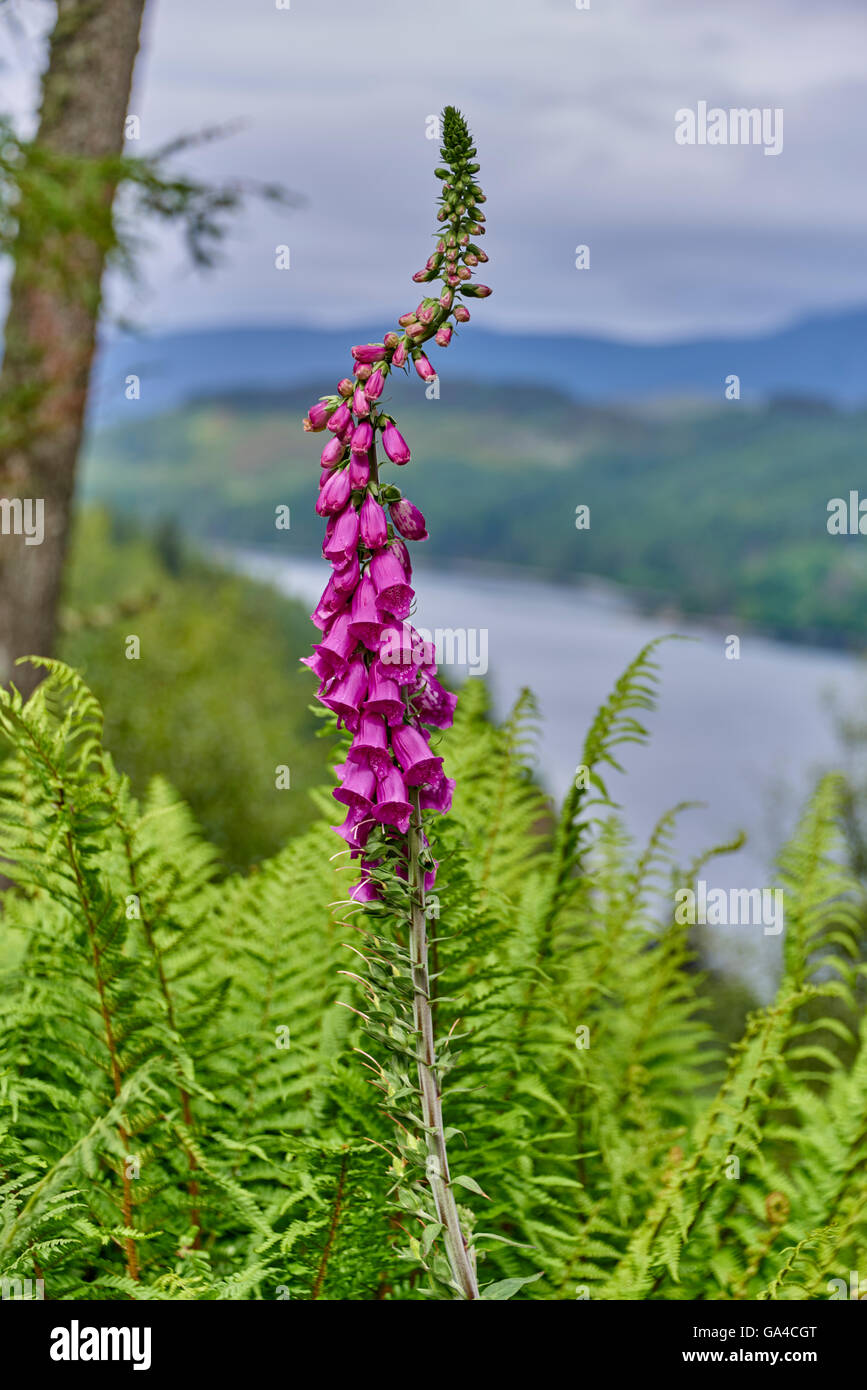 Loch Carron è un mare loch sulla costa occidentale di Ross and Cromarty nelle Highlands scozzesi Foto Stock