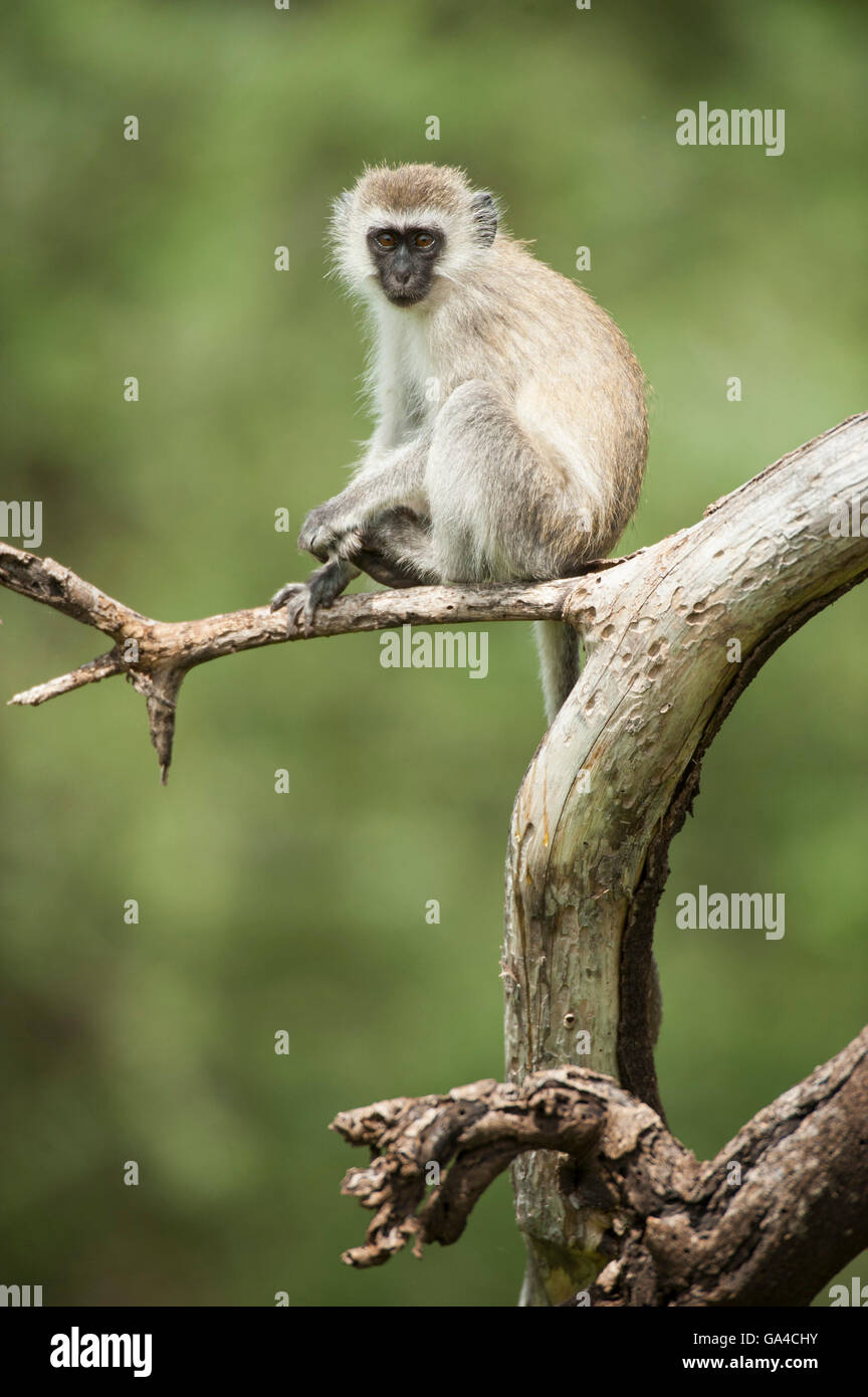 Vervet monkey (Cercopithecus aethiops), il Lago Manyara National Park, Tanzania Foto Stock