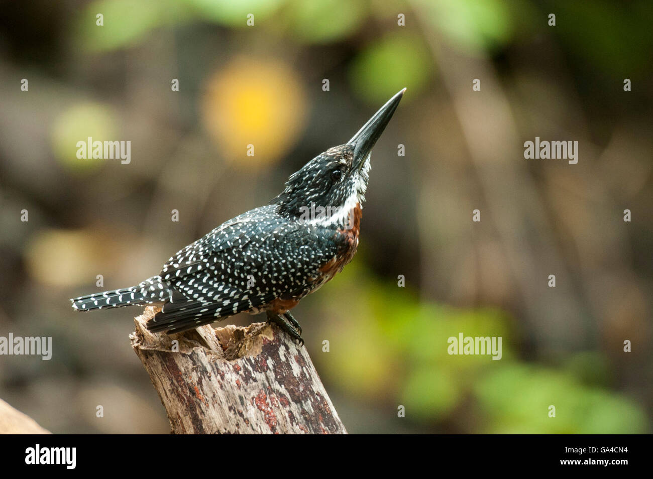 Giant Kingfisher (Megaceryle maxima), il Lago Manyara National Park, Tanzania Foto Stock